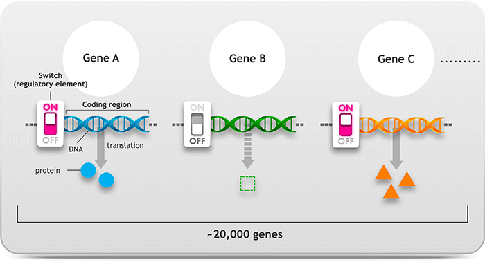 A gene is regulated by “switch”