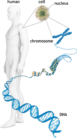 Genome,Gene,DNa